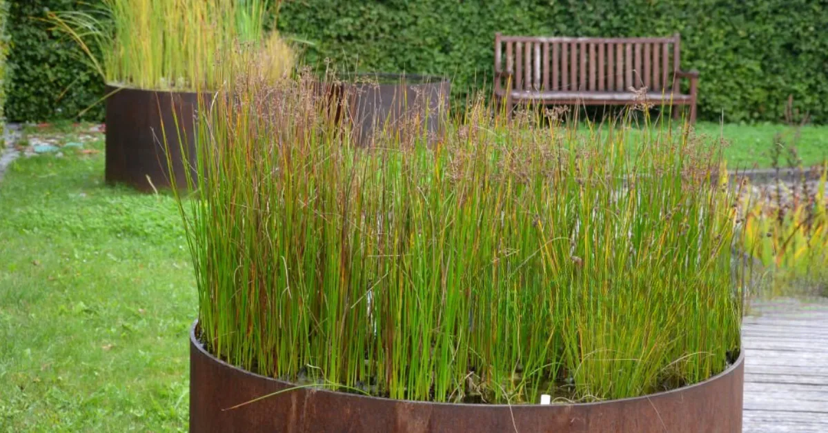 Garden landscaping design with Baumea grass growing in large round pots made from corten steel edging.